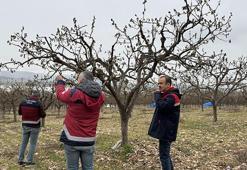Adıyaman'da zirai dondan etkilenen meyve bahçelerinde hasar tespiti yapıldı