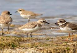 Anında kayıtlara geçti! Kuş gözlem kampında iki sürpriz: Anında kayıtlara Antalya'da ilk kez görüldü