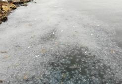 Moda Sahili'nde korkutan görüntü! Denizanaları istila etti, yüzeyi bembeyaz kapladı