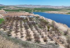 Zirai don, meyve bahçelerinde ürün bırakmadı: İlk kez böyle bir soğukla karşılaştık