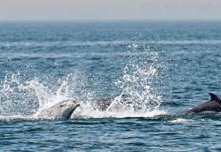 Marmara Denizi'nde görülen yunuslar görsel şölen oluşturdu