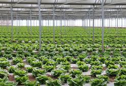 Erzincan seralarında yılda 3 ürün dönemi başladı