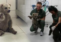 Biri Karabük'te diğeri Bingöl'de bulundu: Yavru ayılar 'Bulut' ve 'Yağmur' barınağın maskotu oldu