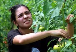 Abisini bu işe ikna etti, üretimi 3 dönüme çıkardı! Yıllık 6 ton ürünü Karadeniz'e o satıyor!