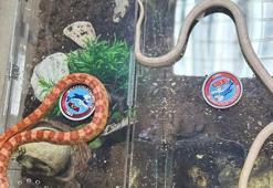 Sarıyer'de durdurulan aracın bagajından zehirli yılanlar çıktı!
