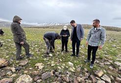 Dünyada sadece Elazığ'da var! Akademisyenler Karakoçan'da inceledi
