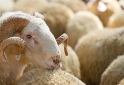 2025 yılı kurban kesim bedeli belli oldu!