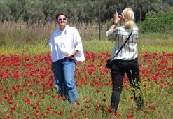 Nadasa bırakılan tarlayı kapladı, birden bire  turistlerin ilgi odağı oldu! 'Tablo gibi'