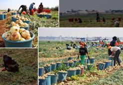 Tarlada fiyatı 7 TL! 'Zincir marketler piyasa dengesini bozuyor'