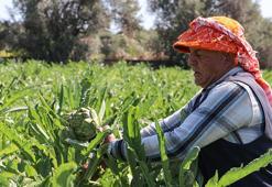 İnternetten satıyorlar! Turistik ilçelerde hasat başladı