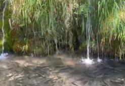 Denizli'nin saklı cenneti: Türkiye'nin 23. doğa harikası Güney Şelalesi ziyaretçi akınına uğruyor