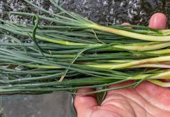 Hastalıklara karşı şifa kaynağı, virüs ve bakterilere karşı bağışıklık sistemini güçlendiriyor! Dağdan toplanıyor, kilosu 10 bin TL'ye satılıyor