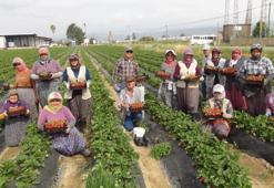 Tescilli lezzet dünya sofralarında: Silifke çileği ihracatta rekor kırıyor