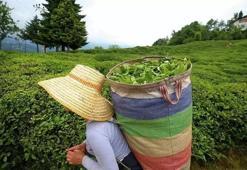 ÇAYKUR 2024 yılında 73 milyon lira kar elde etti