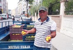 Kayısıda ilk hasat yapıldı: 500 TL'den kapış kapış satıldı