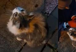 Kırıkkale'de bir kedi yağmur suyundan etkilenen yavrusunu itfaiyeye götürdü