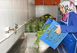 Komşuları beğenince, fabrikasını kurdu! Genç kadın girişimci üretimi 100 dönüme çıkarttı: Günlük 5 ton satıyor