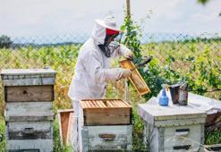 Zirai don arıcılığı da vurdu! Polen kaybı bal üretimini etkileyecek