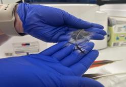 Yaralı kırlangıçlara implantasyon eli: Doğaya döndürülüyor!