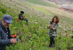 1800 rakımda yetişiyor, sadece 1 aylık ömrü var! Trabzon'dan Muş'a fotoğrafını çekmek için geldiler