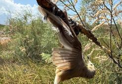 Kuş cennetinde vahşet! Kuşlara yapıştırıcıyla ‘ölüm tuzağı’ kurulmuş