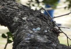 Dikilecek arazi yok! Çok hızlı ürün veriyor, kilosu 15 bin TL'ye satılıyor: Yunanlılar haber yaptı