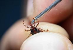 Havalar ısındı, kene korkusu başladı