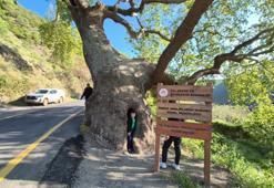 15 padişah ve 12 cumhurbaşkanı gördü: İçine 4 kişi sığıyor,  Tekirdağ'daki 330 yıllık anıt çınar vatandaşların ilgi odağı!