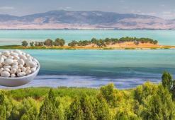 Konya Beyşehir'de üreticiler ‘beyaz altınla' kazanacak