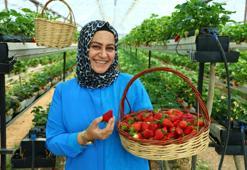 Topraksız tarımla üretti, bahçesini vatandaşa açtı