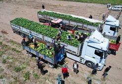 T&#252;rkiye&#39;de ilk hasadı burada yapılıyor, &#252;retimin y&#252;zde 25&#39;ini karşılıyor! Kilosu 10 liradan satışta