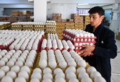 Uygulamalar işe yaradı! Yumurta fiyatları yüzde 50 oranında düştü