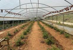 Sadece Halfeti'de yetişiyor! Hasat başladı