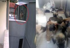 Ankara'da doktorun sahiplenip öldürdüğü iddia edilen köpek sayısı 26'ya ulaştı! Soruşturma büyüdü