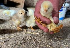 'İlk kez böyle bir durumla karşılaştı' Yumurtadan çıkan civcivi görenler şaştı kaldı