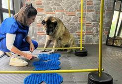 3 ayda 10 kilo veren obez köpek 'Duman', yeni yuvasını arıyor