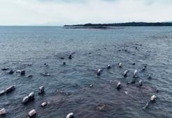 Kazmasını küreğini alan sahile koştu! Van Gölü'nde suyun çekilmesi definecileri harekete geçirdi