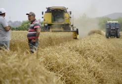 Türkiye'de hasat sonrası ilk destek! Arazisi boş kalana veriliyor: Yüzde 50'sini devlet veriyor