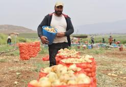Sofraların vazgeçilmezinde hasat başladı! Tarlada 7 lira markette 30 lira