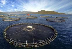 Prof. Dr. Dinçer: Kültür balıkları en güvenilir gıdalar arasında, olumsuz algıların ortadan kaldırılması gerekiyor