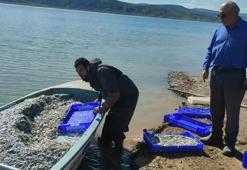 Yozgat'ın hazinesi Avrupa'ya cips oluyor! Çekerek Barajı'ndan ihracat atağı!