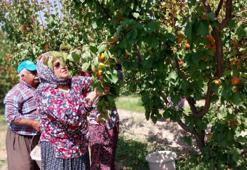 Mersin'den dünyaya yayılıyor! Bu yıl hasat coştu: Araplar kapış kapış alıyor, kilosu 80 lira