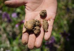 Komşusunda gördü memleketteki tarlaya ekti! 1 dönümden 2,5 milyon TL kazandırıyor: Üretimi basit, kilosu 3 bin TL