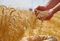 Buğday ve arpa alımları için tarih belli oldu! e-Devlet üzerinden yapılacak