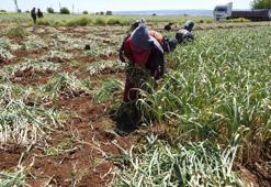 Türkiye'de üretiminin yüzde 22'si buradan karşılanıyor! Yemeklerin vazgeçilmezi, geçen yıl 60 liraydı bu yıl 100 lira oldu