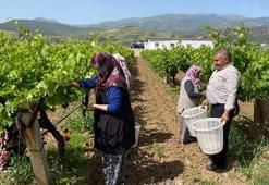 Manisa'da hasat başladı! Kilosu 70 TL, yaprağı meyvesinden daha kârlı