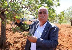 Güneydoğu'da Antep fıstığını don vurdu! Etkisi 3 yıl sürecek