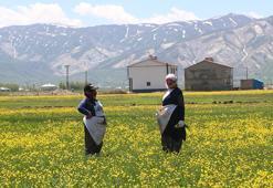 Hakkari'ye bahar geldi! Kadınlar ovaya çıkıp pancar otu toplamaya başladı