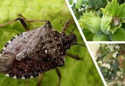 Fındığın baş düşmanıyla mücadele için Ordu'da yüzlerce sülün doğaya bırakıldı