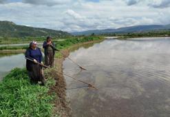 Üretimi Türkiye'de 26 köyü zengin ediyor! 18 bin dekar alana ekimi var: Üç gün dinlendiriliyor